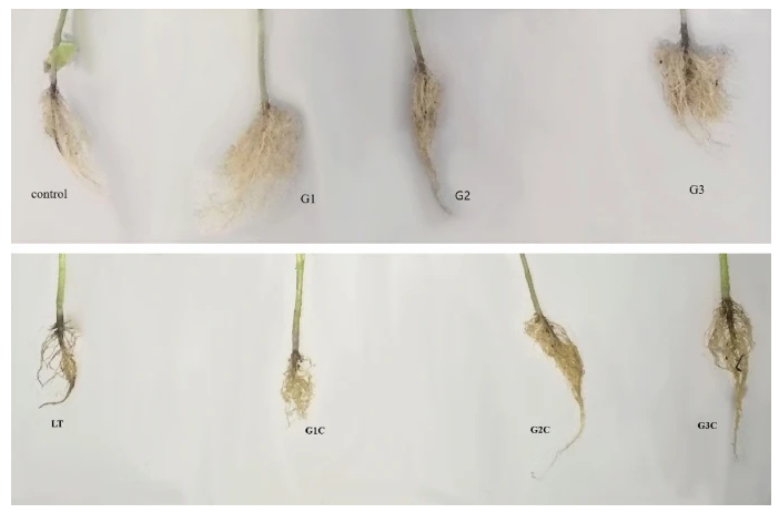 古特生物