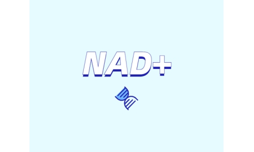 為什么要增強(qiáng)NAD+？