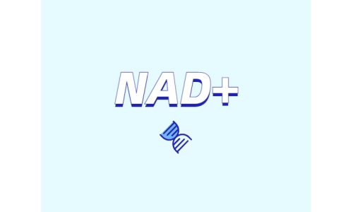 選擇NMN還是NR？