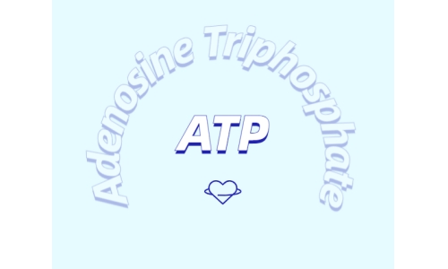 ATP 補充劑有什么作用？